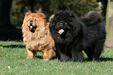 CHOW CHOW 607